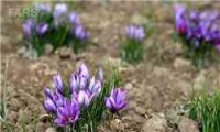 محلول‌پاشی 180 هکتار مزارع زعفران در سبزوار