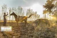 پرورش اسب صنعتی درآمدزا در سبزوار
