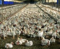 آلودگی های ناشی از بوی متعفن مرغداری ها روستای مهر را فرا می گیرد