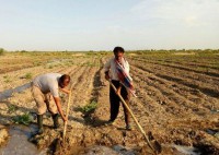 تسهیلات ۳۲ هزار کشاورز در خراسان رضوی امهال شد