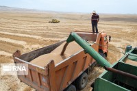 ۴۶ هزار تن گندم در خراسان رضوی به شیوه تضمینی خریداری شد