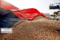 افزون بر ۶۵ تن گندم در سبزوار خریداری شد