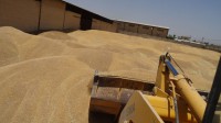 ۱۷ هزار تن گندم در غرب خراسان رضوی خریداری شد