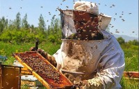 تعداد کلونی های تولید عسل در سبزوار افزایش یافت