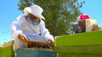 تولید عسل طبیعی در سبزوار چهار برابر بیشتر شد
