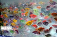 بیش از چهار میلیون ماهی زینتی در استخرهای خوشاب رها شد