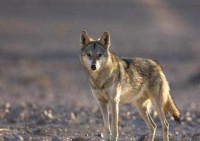 گرگها 30 راس دام را در روداب تلف و زخمی کردند