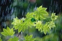 713 میلی متر باران از ابتدای سال زراعی تا کنون در سبزوار ثبت شد