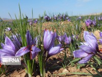 تولید زعفران در ششتمد خراسان رضوی ۴۰ درصد کاهش یافت