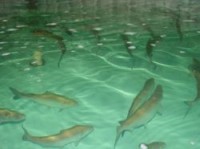 پرورش ماهی قزل آلا در قفس برای اولین بار در سبزوار انجام شد